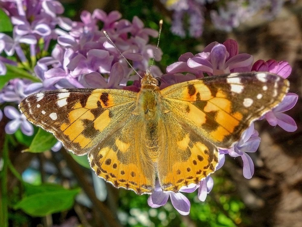 Photograph by IRINA KORNEVA