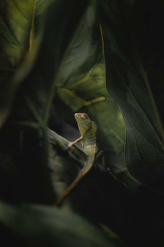 Photograph by Damith Gihan