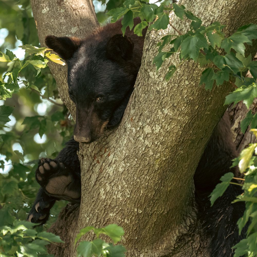 Photograph by Karen Lorenzo