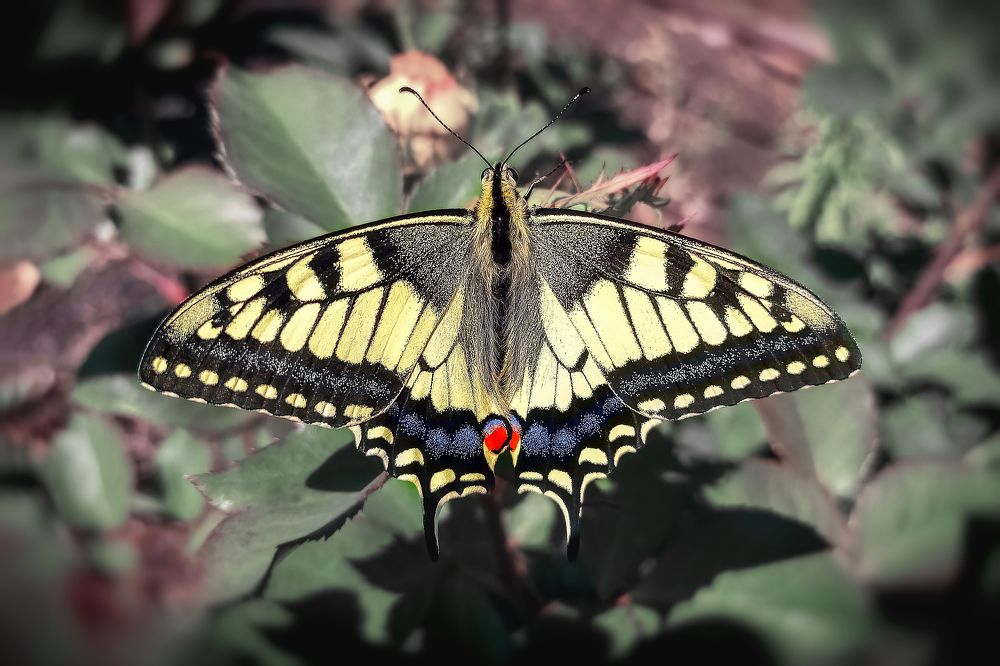Papilio machaon
