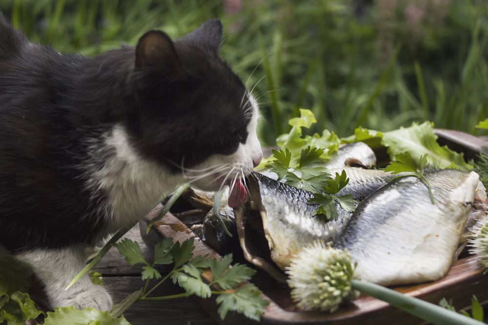 Photograph by Татьяна Шахматова