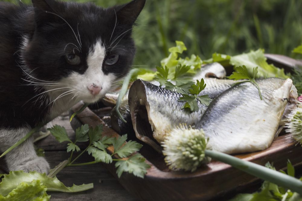 Photograph by Татьяна Шахматова