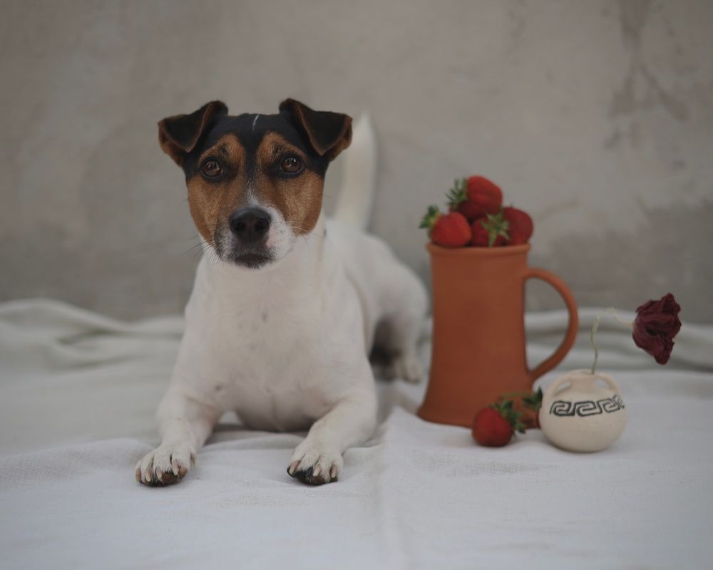 Фотография автора Ирина Мосько