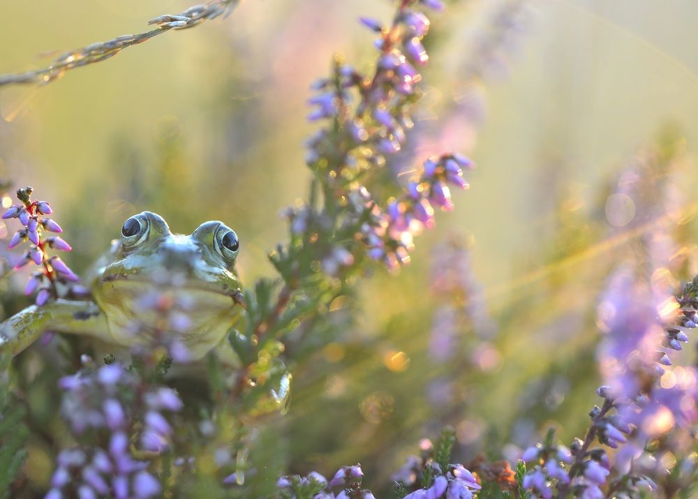 Photograph by ruurd visser