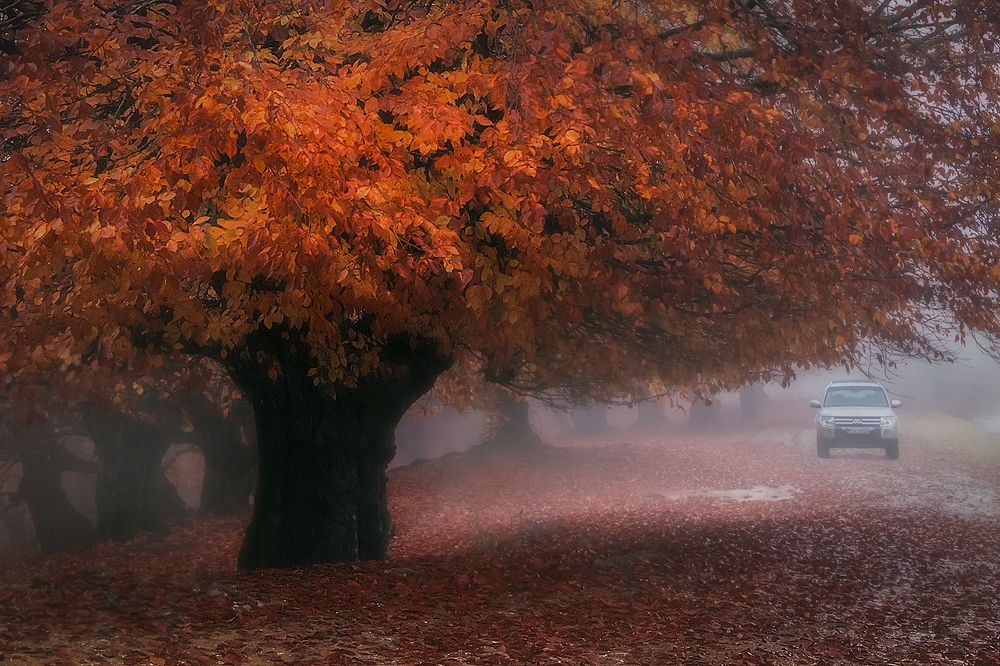 Photograph by somayeh moharami