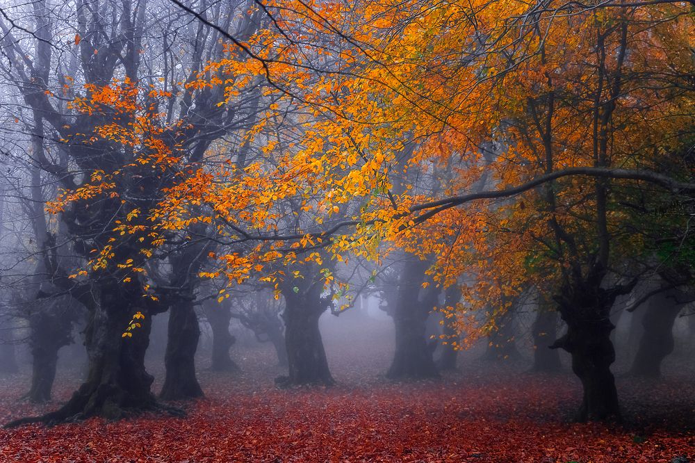 Photograph by somayeh moharami