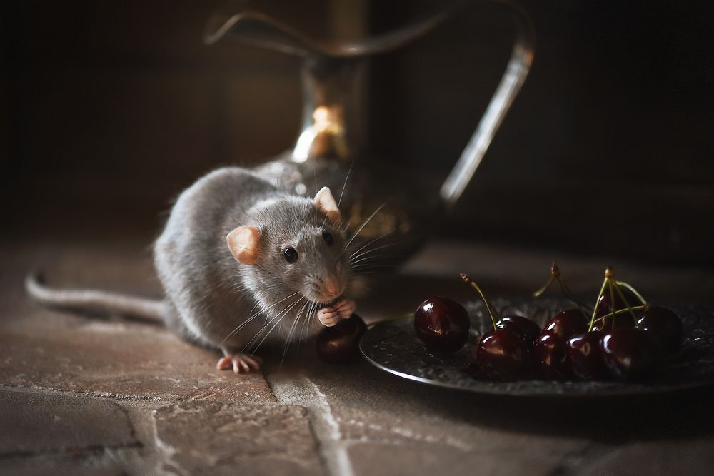 Photograph by Виктория Кос