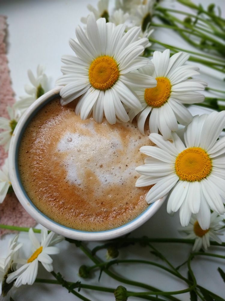 Ромашковое настроение