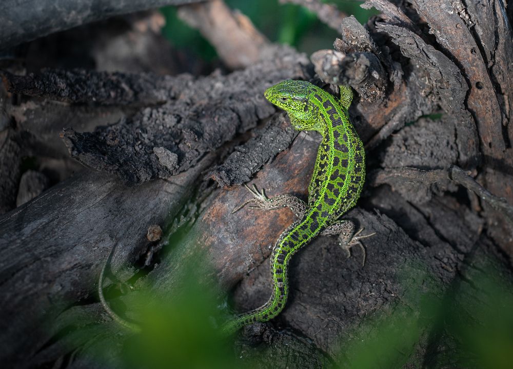 Photograph by Grigorev Andrey