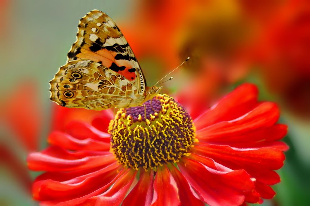 Красная - значит красивая