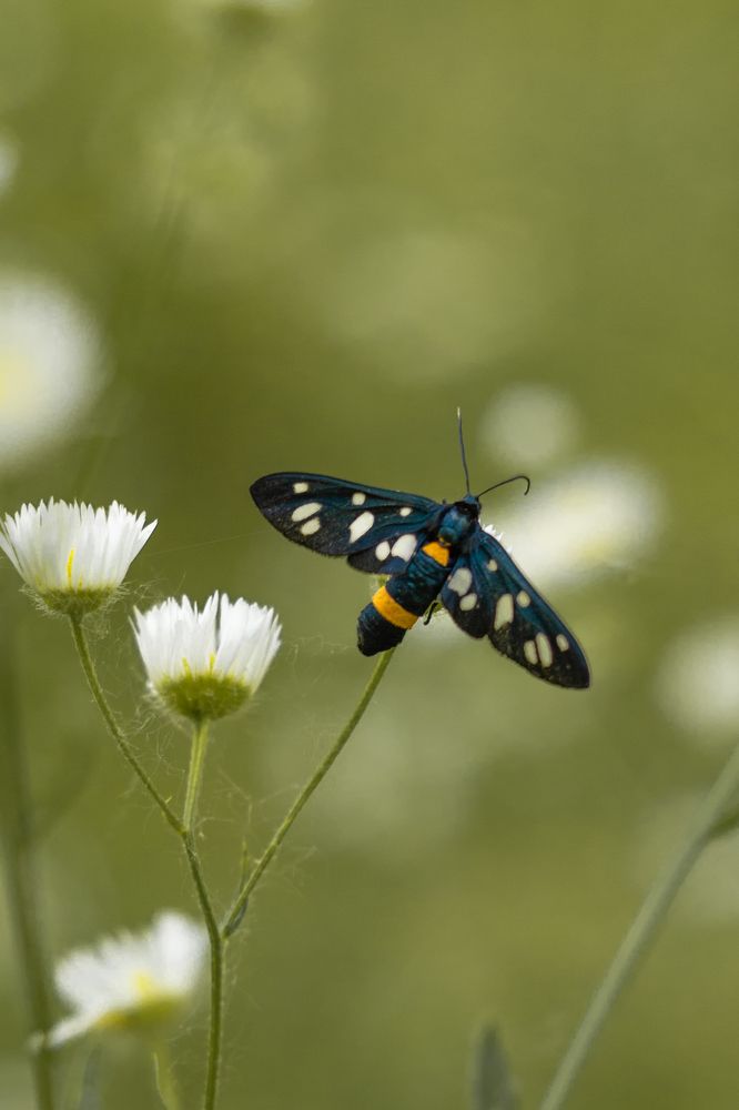 Фотография автора Светлана Лапенко