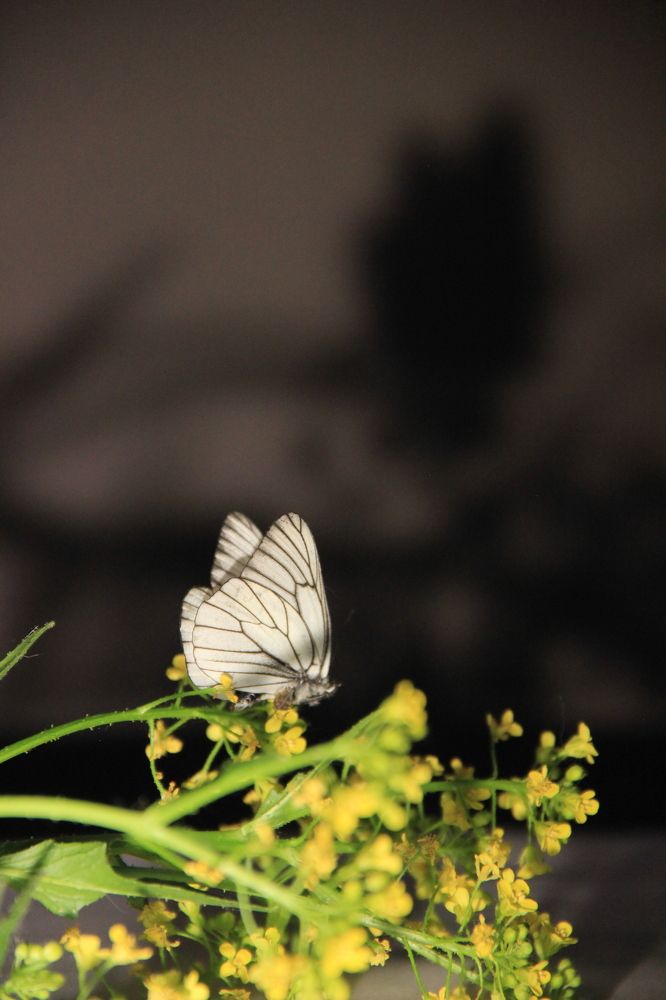 Photograph by Сырчикова Наталья