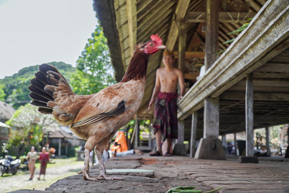 Фотография автора Tri Arya Dhyana K.