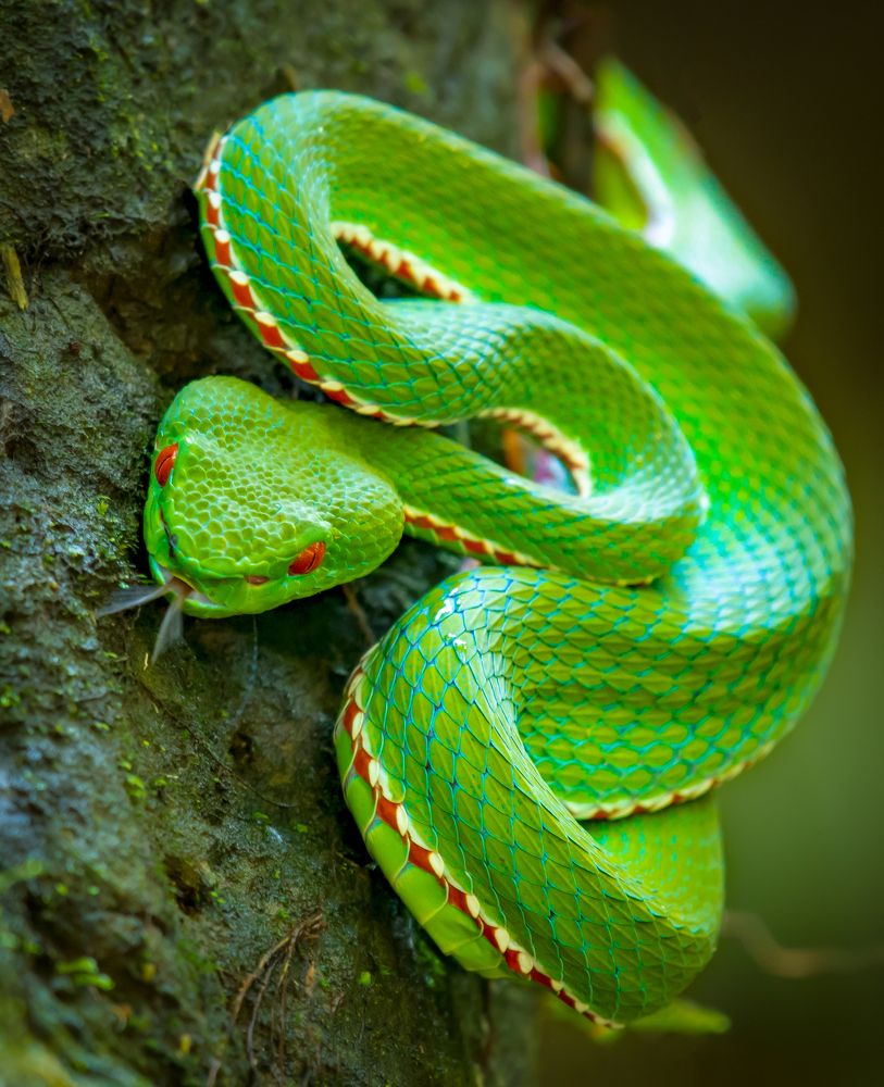 Фотография автора Grace Rani