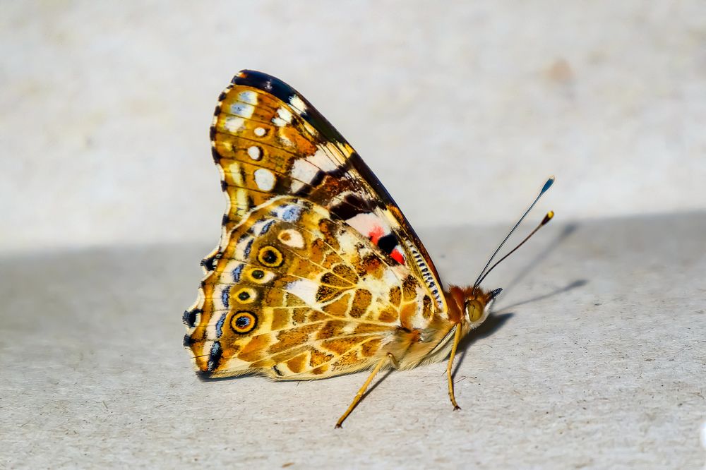 Photograph by Сергей Назаредский