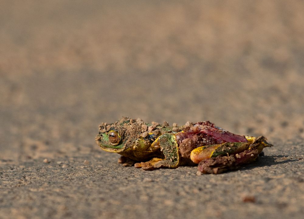 Фотография автора Grace Rani