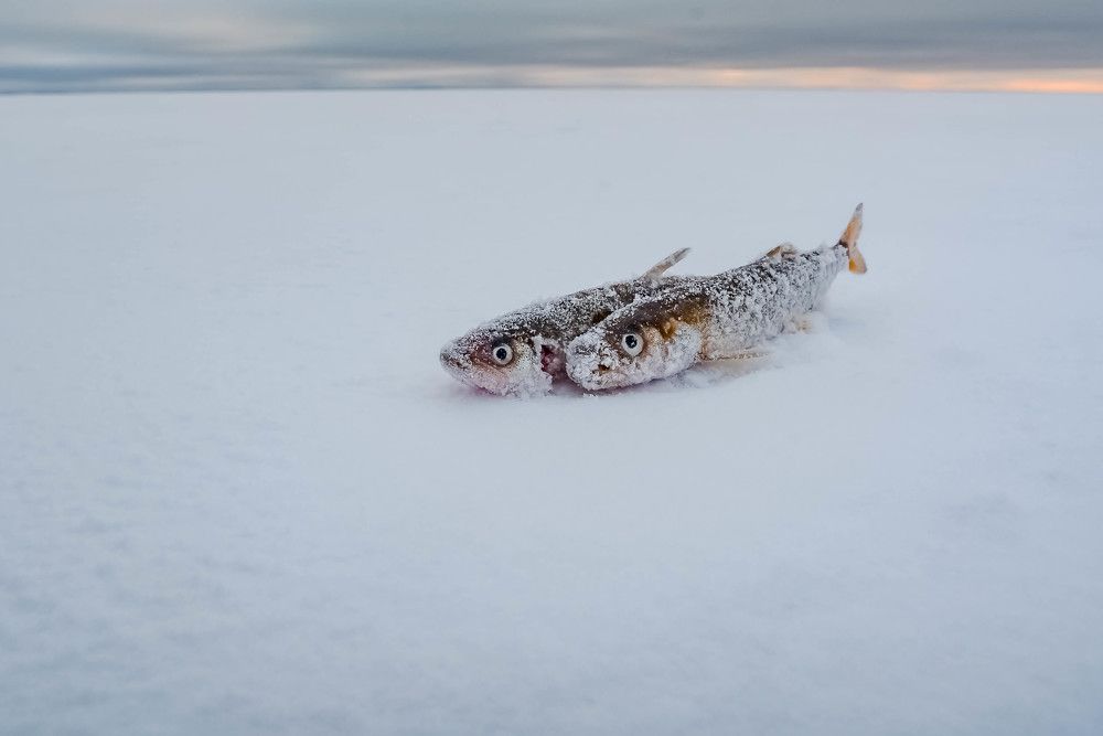 Photograph by Алексей Ильин