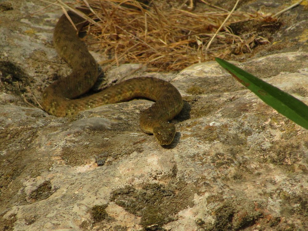 Photograph by Joana Almeida