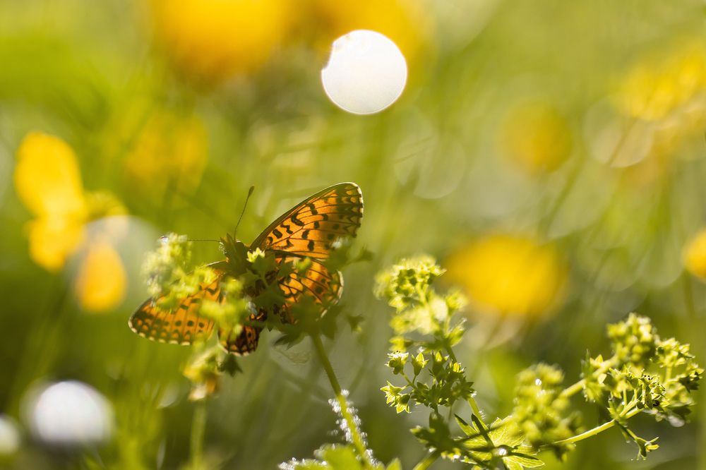 Photograph by Волынский Виктор