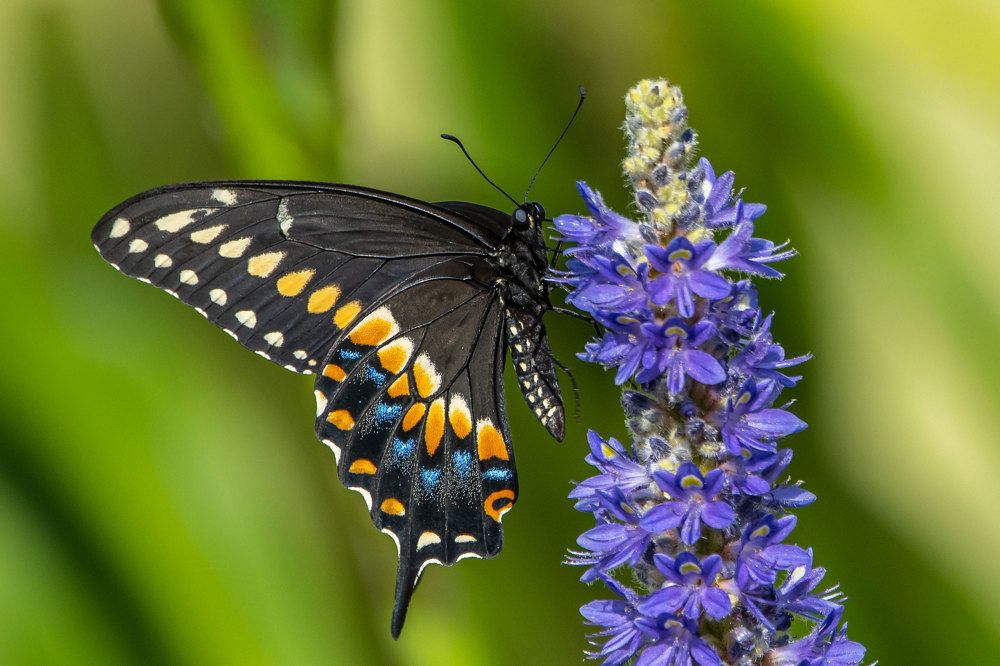 Фотография автора Erik Nelson