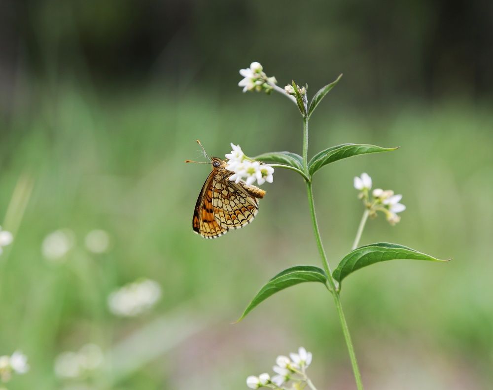 Сладкая трапеза