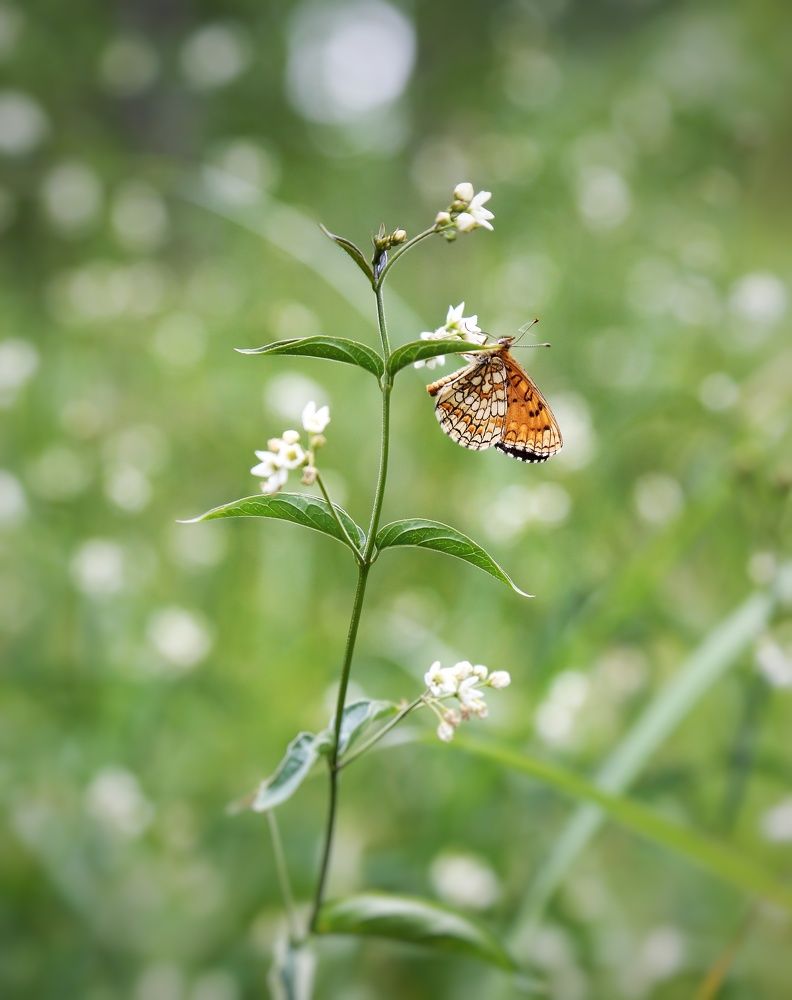 Движение по вертикали