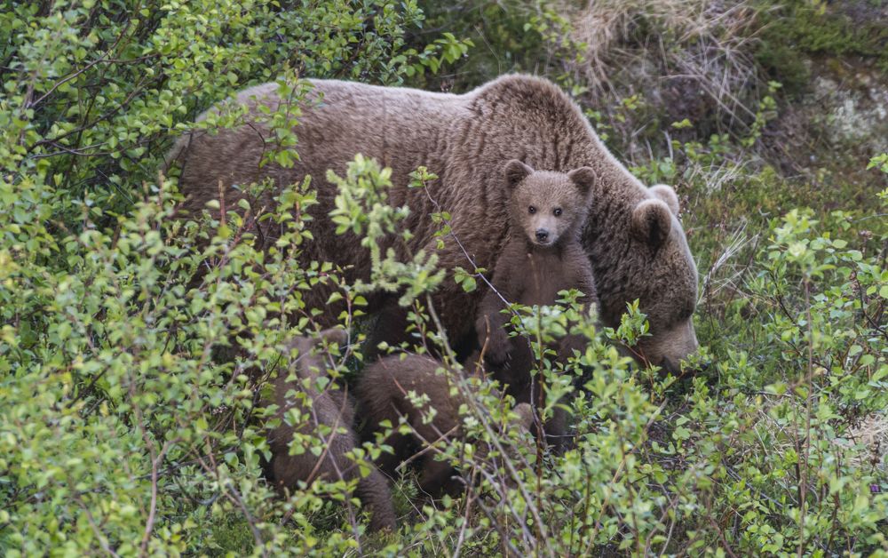 Photograph by Савчук Сергей