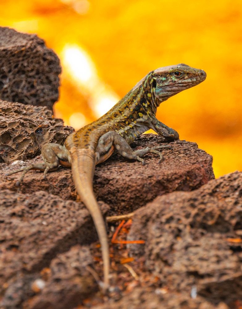 Канарская ящерка