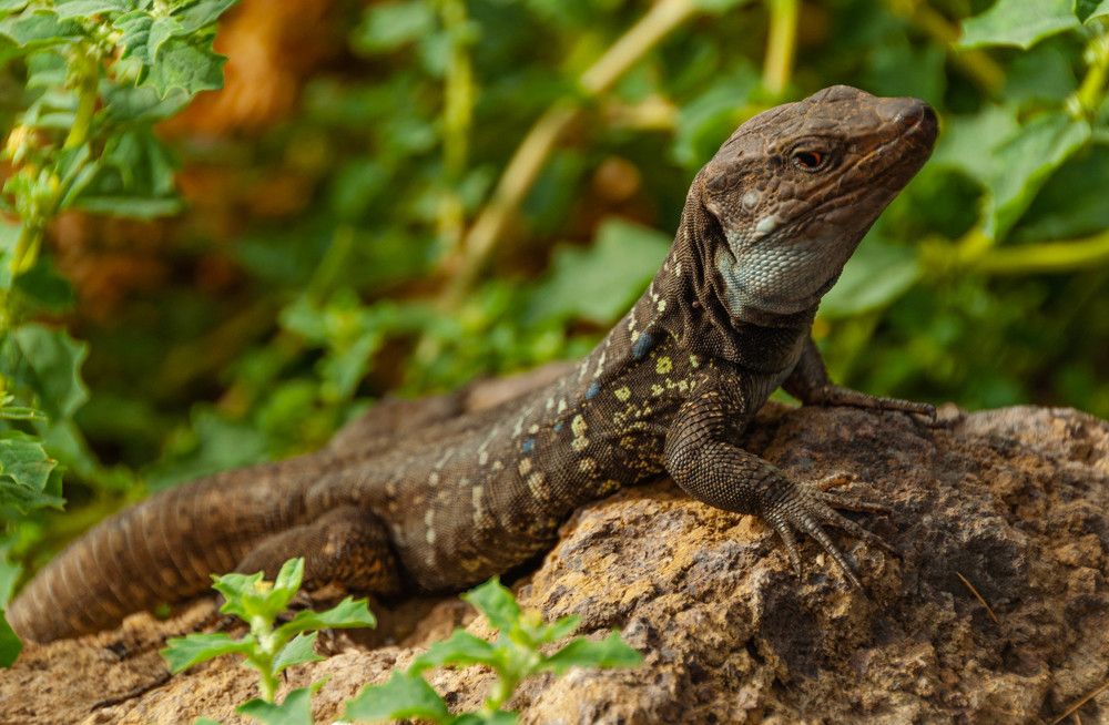 Любопытный ящер