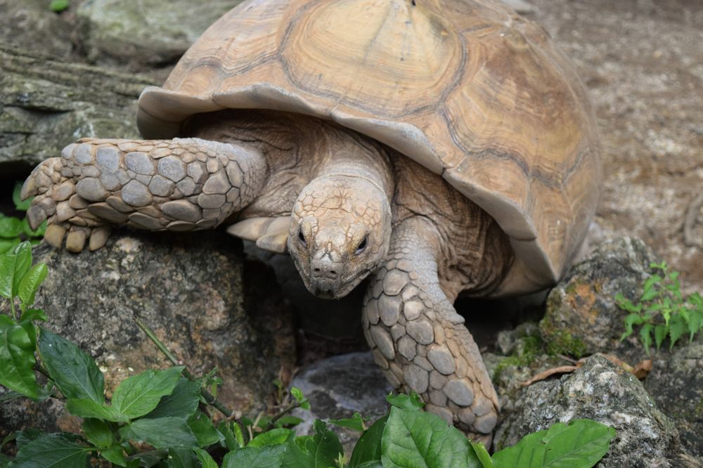 Photograph by Anuja Singh