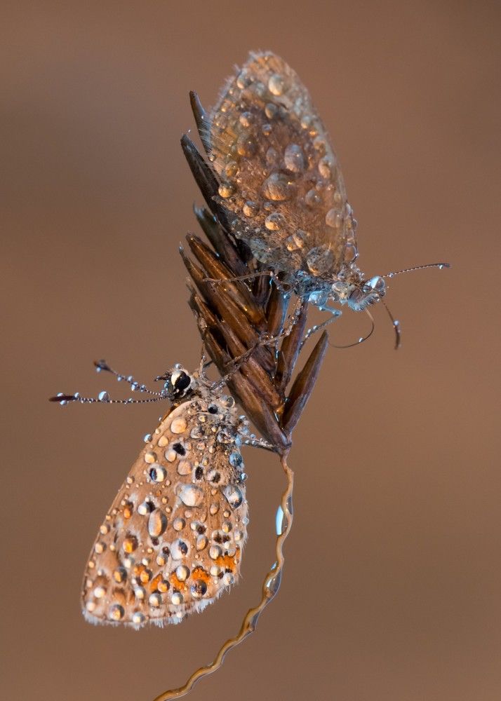 Фотография автора Анна Иванова