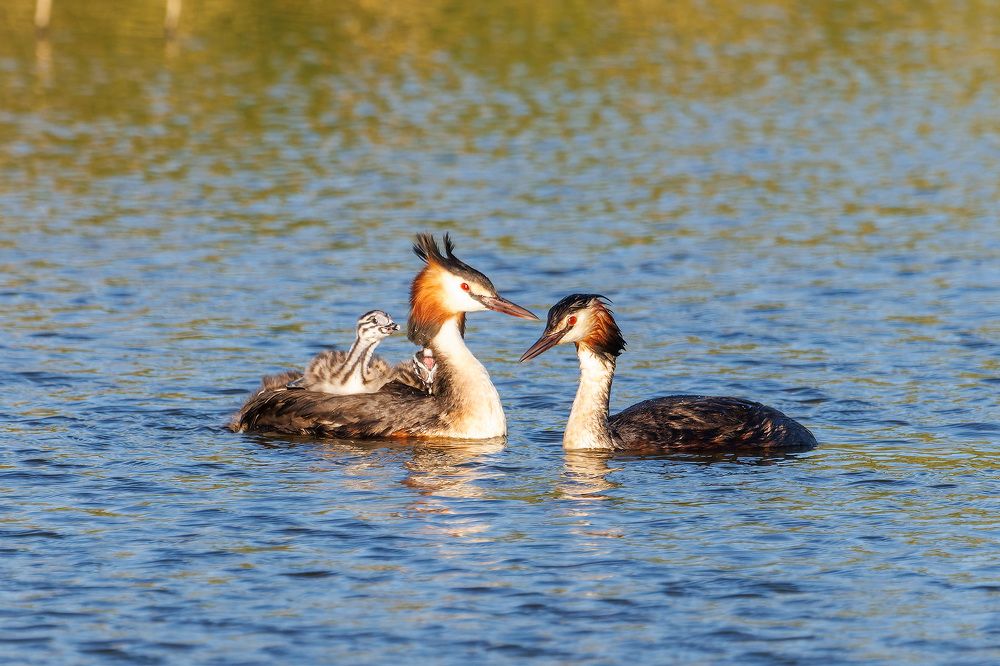 Photograph by Вячеслав Орос