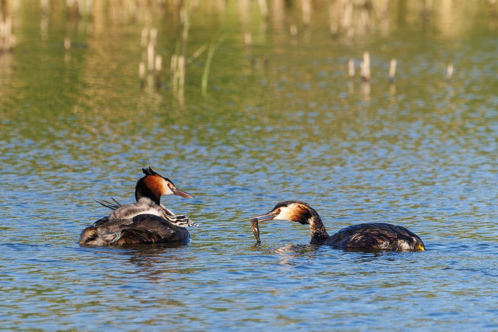 Photograph by Вячеслав Орос