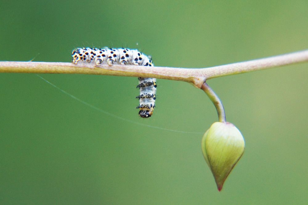 Фотография автора Ali VARİLCİ