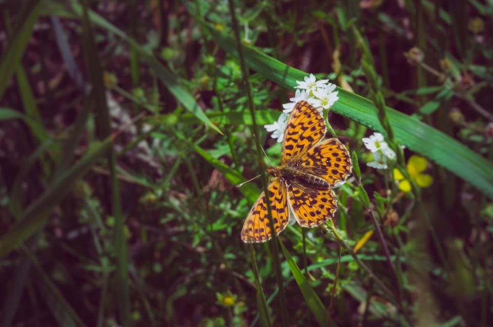 Photograph by Алексей