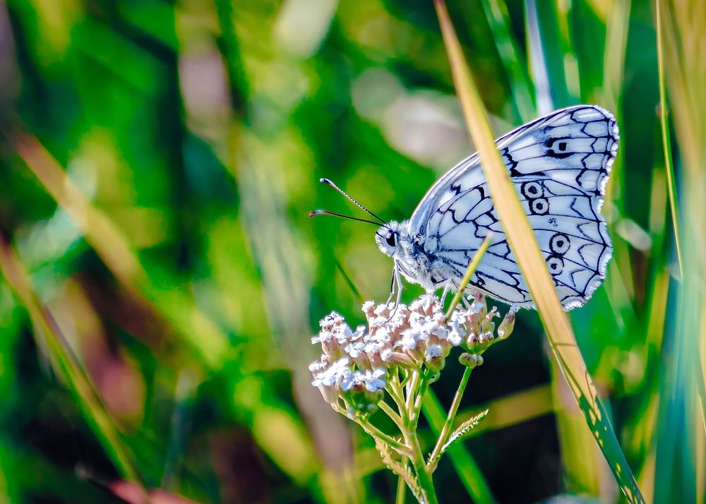 Photograph by Алексей