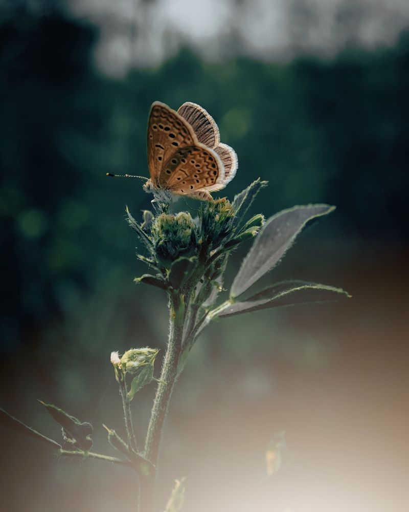 Photograph by Asjad Mehmood