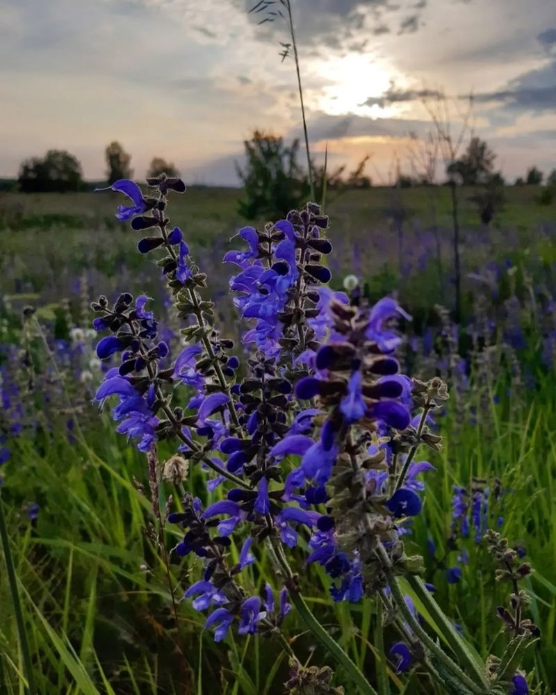 Люпины на закате