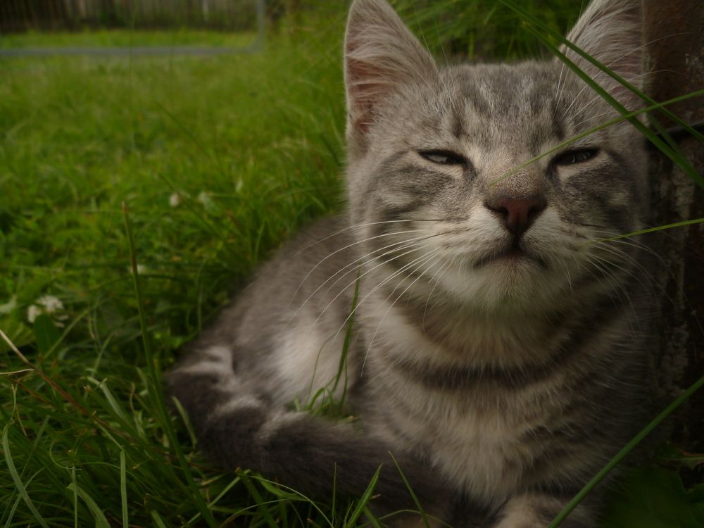 Photo #9265386