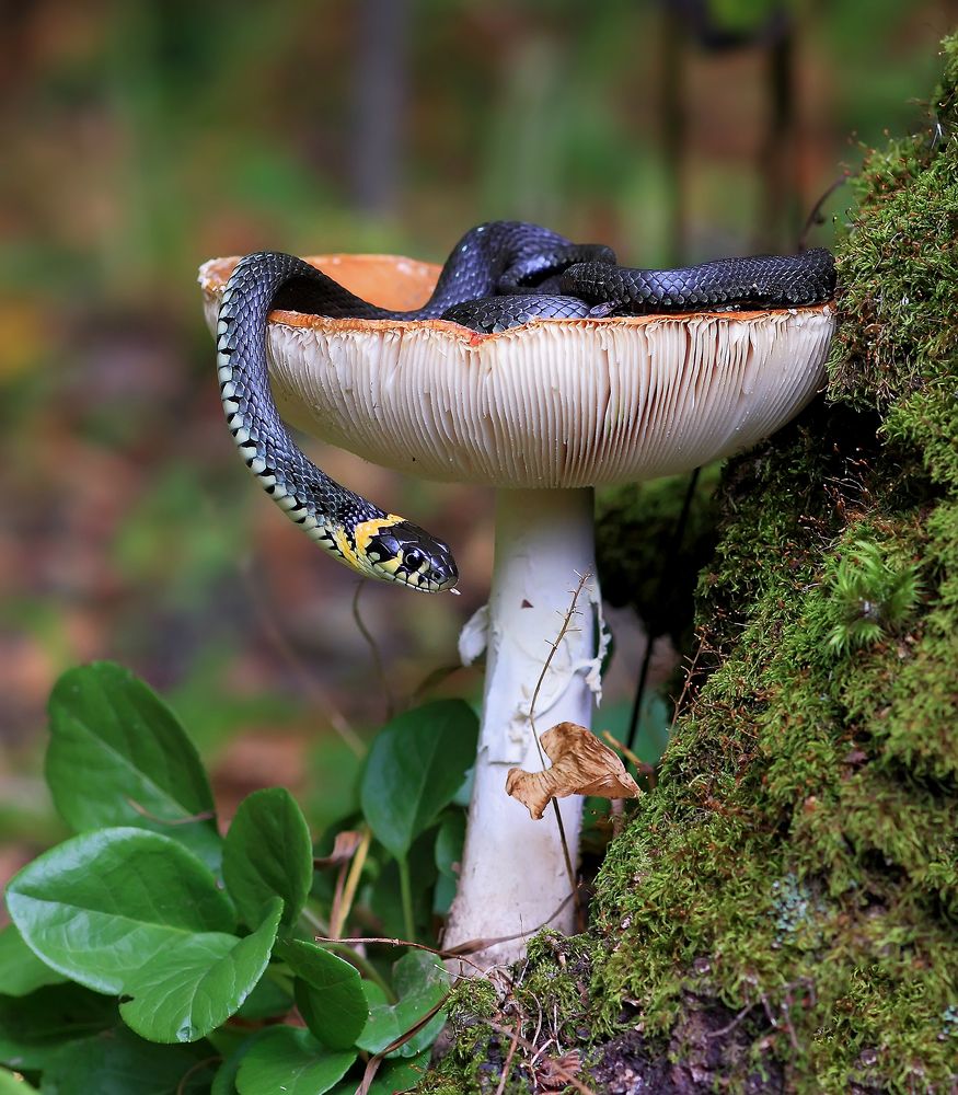 Photograph by Галина Горькавая