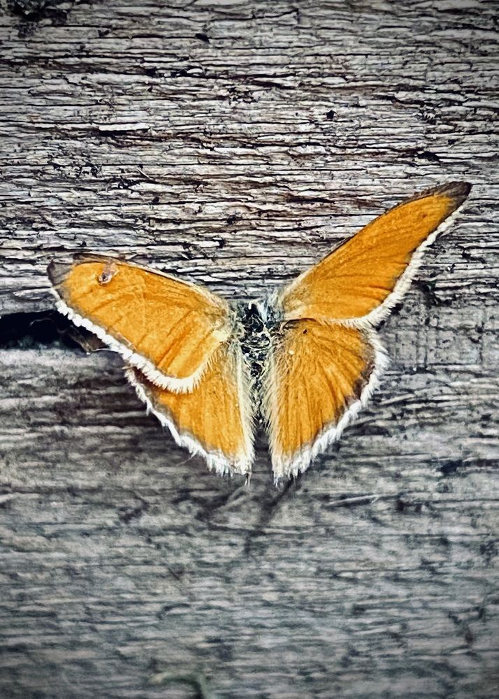 Фотография автора ГУЗАЛИЯ ГАНИЕВА