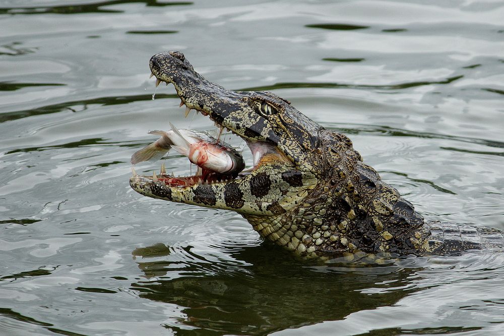 Крокодил поймал рыбу
