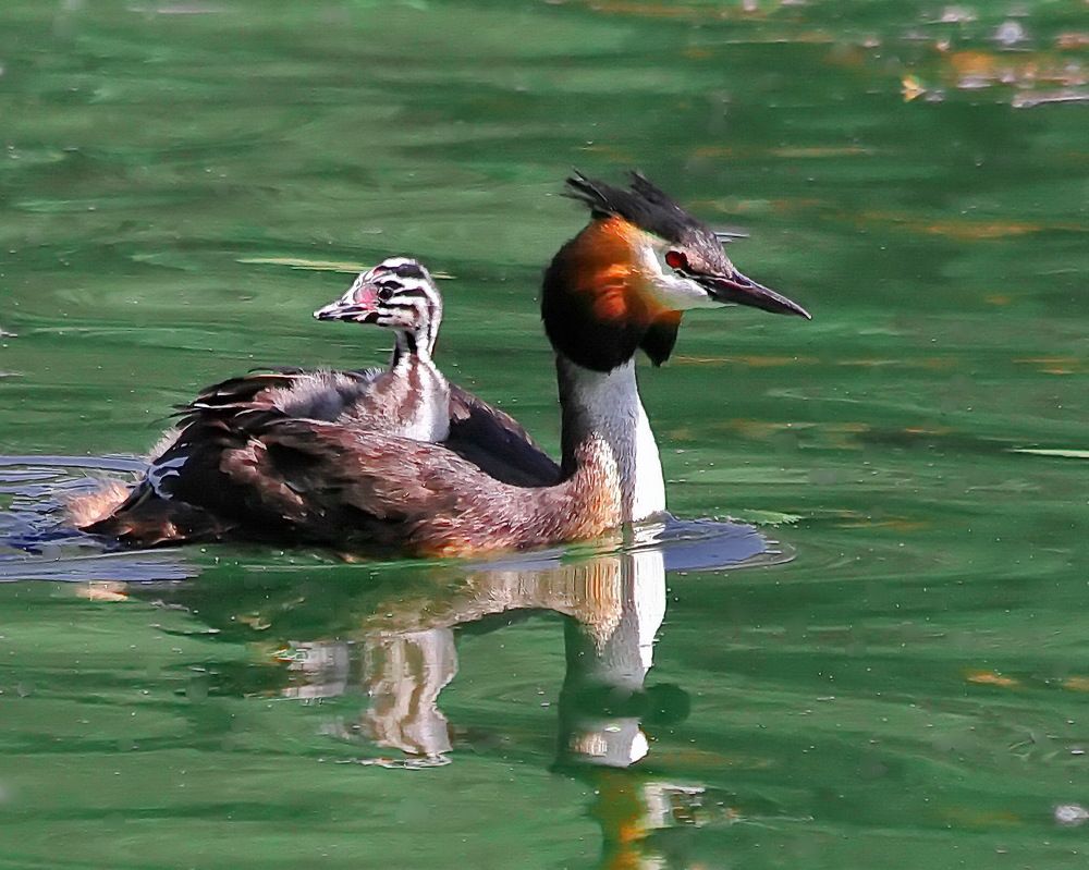 Photograph by Игорь Чеботарёв