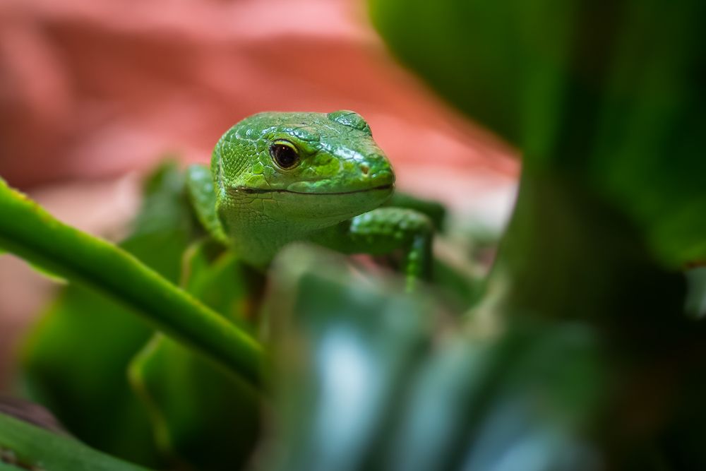 Photograph by Bruno Ribeiro