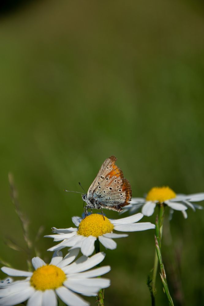 Photograph by Сидоренко Оксана