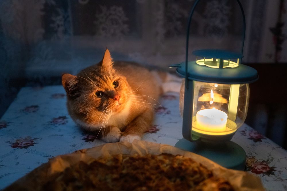 Фотография автора Александр Пашеничев