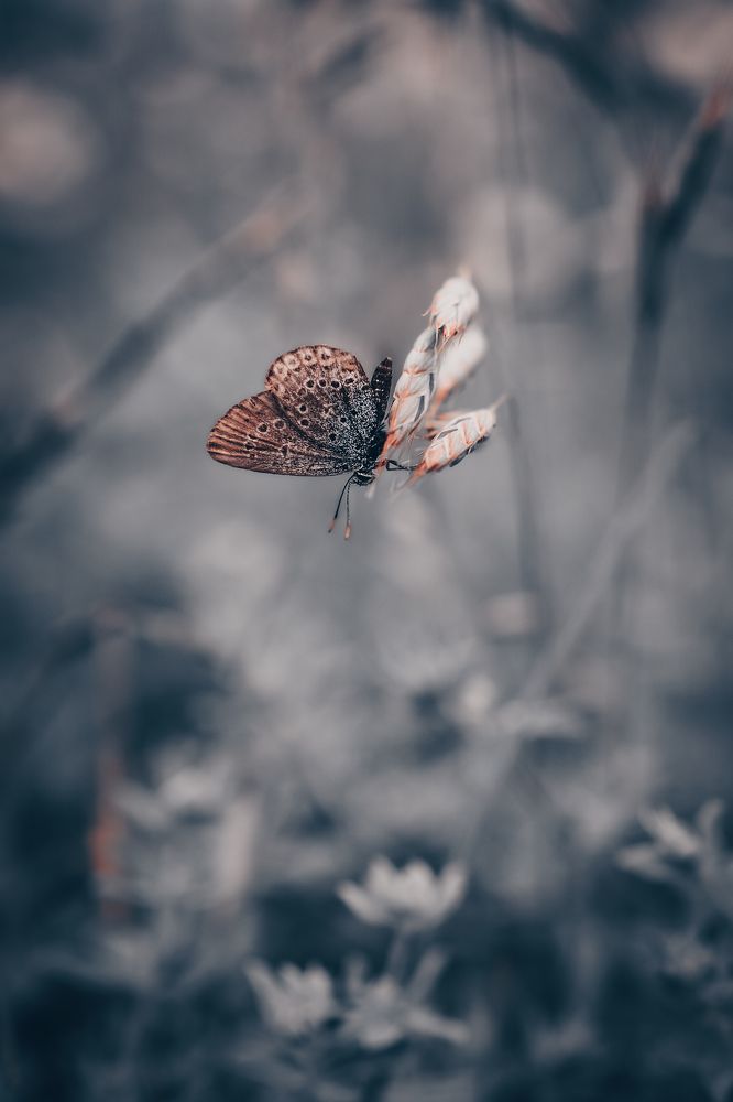 Фотография автора Татьяна Тур