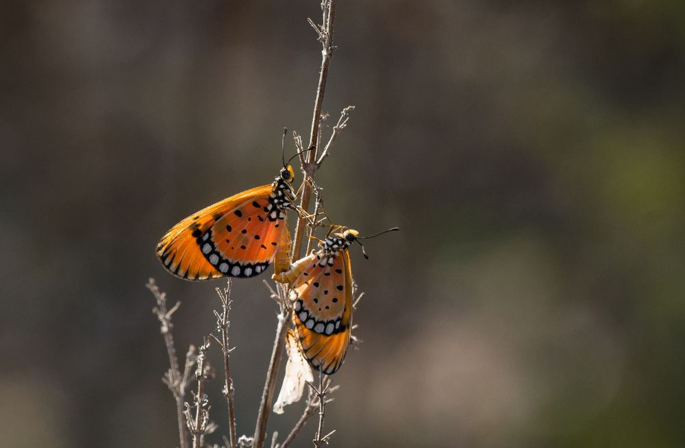 Tawny coster butterflie.