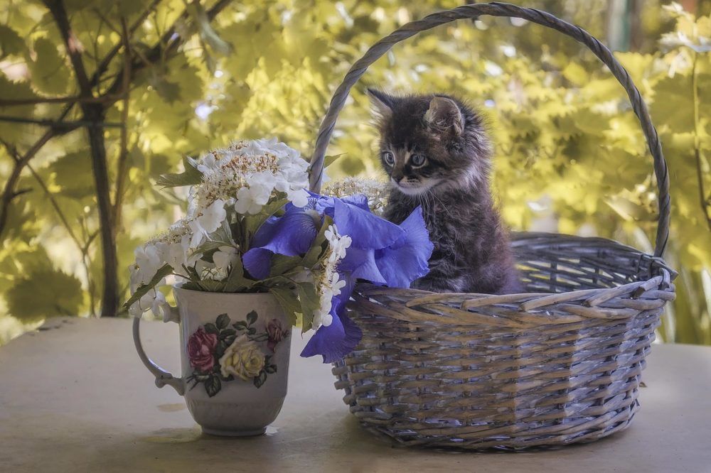 Натюрморт с котенком.