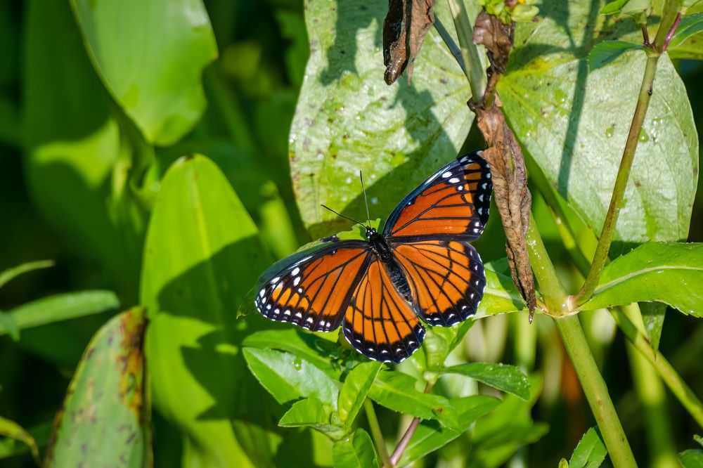 Фотография автора Erik Nelson